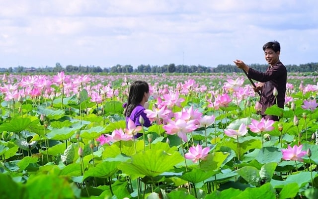 Ngẩn ngơ trước vẻ đẹp khu du lịch Đồng Sen Tháp Mười nổi tiếng Đồng Tháp 